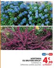 Hortensia - Hyper U à Montreuil Hortensia en promo chez Hyper U Montreuil à 4,99 €