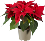 Petite étoile de Noël dans le catalogue Lidl