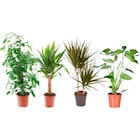 Plante verte en promo chez Carrefour Antony à 6,99 €