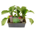 Weißkohl von  im aktuellen OBI Prospekt für 2,49 €