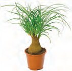 Cycas Elefantenfuß oder Schirmpalme Angebote bei Netto mit dem Scottie Stralsund für 9,99 €