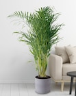 Areca im Angebot bei toom Baumarkt in Weinheim Areca Angebote bei toom Baumarkt Weinheim für 14,99 €