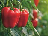 Paprika im Angebot bei EDEKA in Stralsund Paprika Angebote bei EDEKA Stralsund für 1,49 €