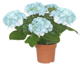 Hortensie Angebote bei Kaufland Völklingen für 6,99 €