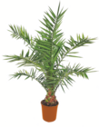Kanarische Dattelpalme im Angebot bei toom Baumarkt in Niederkassel Kanarische Dattelpalme Angebote bei toom Baumarkt Niederkassel für 5,99 €