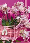Goldfruchtpalme im Angebot bei Hagebaumarkt in Wilhelmshaven Goldfruchtpalme Angebote von Gartenkrone bei Hagebaumarkt Wilhelmshaven für 24,99 €
