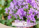 Glockenblume Angebote bei Garten-Center Nordharz GmbH & Co. KG Halberstadt für 3,99 €