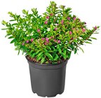 Penny Thum - Japanische Scheinmyrte Angebot im Prospekt Japanische Scheinmyrte bei Penny im Thum Prospekt für 1,49 €