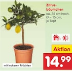 Zitrusbäumchen im aktuellen Netto Marken-Discount Prospekt