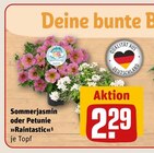 Aktuelles Sommerjasmin oder Petunie »Raintastic« Angebot bei REWE in Siegen (Universitätsstadt) ab 2,29 €