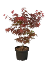 Fächerahorn 'Atropurpureum' von GROW by OBI im aktuellen OBI Prospekt für 25,99 €
