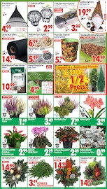 Laternen im Wreesmann Prospekt in Görlitz Aktueller Wreesmann Prospekt mit Laternen, "DEIN SAISON- & SONDERPOSTENMARKT!", Seite 8