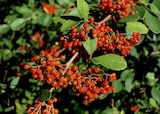 Cotoneaster arbustif - Delbard Cotoneaster arbustif à 7,99 € dans le catalogue Delbard