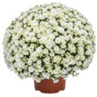 Chrysanthemen-Busch Angebot in Zossen Chrysanthemen-Busch im aktuellen Prospekt bei Kaufland in Zossen