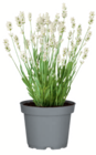 Lavendel im Angebot bei toom Baumarkt in Darmstadt Lavendel Angebote bei toom Baumarkt Darmstadt für 2,49 €