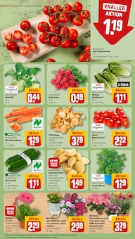 Hortensie im REWE Prospekt "Dein Markt" mit 20 Seiten (Aachen)
