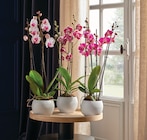 Phalaenopsis 3 Tiges Pot 12 cm en promo chez Intermarché Contact Béziers à 11,99 €
