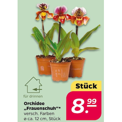 Orchidee 'Frauenschuh'