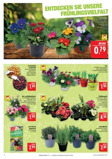 Zimmerpflanzen im Marktkauf Prospekt "AUSWAHL RIESIG, PREISE NIEDRIG" mit 44 Seiten (Nürnberg)