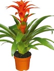 Bromelien-Mix im Hellweg Prospekt Bromelien-Mix von  im aktuellen Hellweg Prospekt fĂŒr 3,29 âŹ