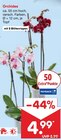 Aktuelle Zimmerpflanzen Angebote bei Netto Marken-Discount in Hannover Aktuelles Orchidee Angebot bei Netto Marken-Discount in Hannover ab 4,99 €