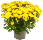 Besenheide oder REWE Beste Wahl Chrysantheme¹ im Angebot bei REWE in Hamm Besenheide oder REWE Beste Wahl Chrysantheme¹ Angebote bei REWE Hamm für 1,49 €