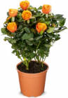 Rosen im Angebot bei Netto Marken-Discount in Erkelenz Rosen Angebote bei Netto Marken-Discount Erkelenz für 2,29 €