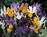 Promo Iris de Hollande en mélange à 2,50 € dans le catalogue LaMaison.fr à Trun