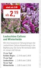 Golden Angie bei ZG Raiffeisen im Heidelberg Prospekt für 2,19 €