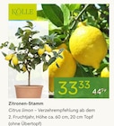 Zitronen-Stamm von Kölle im aktuellen Pflanzen Kölle Prospekt für 33,33 €