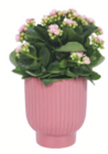 toom Baumarkt Herrenberg - Blühpflanze im Keramiktopf Angebot im Prospekt Blühpflanze im Keramiktopf bei toom Baumarkt im Herrenberg Prospekt für 5,99 €