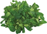 Bio Feldsalat bei EDEKA im Wietmarschen Prospekt für 1,29 €