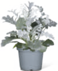 Aktuelle Blumen Angebote bei toom Baumarkt in Leipzig Aktuelles Silberblatt Angebot bei toom Baumarkt in Leipzig ab 0,79 €