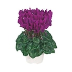 Mini cyclamen violet fonce - Le pot de diamètre 10,5 cm - BOTANIC® dans le catalogue Botanic