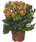 Aktuelles Kalanchoe "Flammendes Käthchen" Angebot bei tegut in Erfurt ab 3,99 €