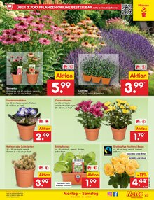 Pflanzen im Netto Marken-Discount Prospekt "Aktuelle Angebote" mit 71 Seiten (Jena)