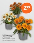 Gazania im Angebot bei tegut in Ingolstadt Gazania Angebote von Mittagsgold bei tegut Ingolstadt für 2,99 €