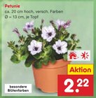 Petunie im Angebot bei Netto Marken-Discount in Celle Petunie Angebote bei Netto Marken-Discount Celle für 2,22 €