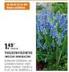 Traubenhyazinthe Angebote von Muscari Armeniacum bei OBI Erfurt für 1,49 €