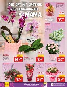 Pflanzen im Netto Marken-Discount Prospekt "Aktuelle Angebote" mit 69 Seiten (Jena)