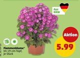 Flammenblume im Angebot bei Penny in Wuppertal Flammenblume Angebote bei Penny Wuppertal für 5,99 €