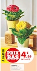 Gerbera - Super U à Besançon Gerbera en promo chez Super U Besançon à 4,99 €