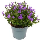 Glockenblume von REWE Beste Wahl für 2,99 € bei REWE im Angebot Glockenblume von REWE Beste Wahl im aktuellen REWE Prospekt