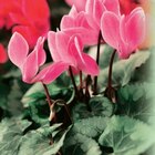 Promo Cyclamen à 1,99 € dans le catalogue Norma à Valentigney