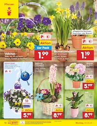 Netto Marken-Discount Hortensie im Prospekt 