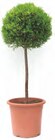 Mini-Stamm-Sortiment von Grow by OBi für 24,99 € bei OBI im Angebot Mini-Stamm-Sortiment von Grow by OBi im aktuellen OBI Prospekt