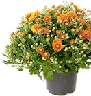 Thomas Philipps Bühl - Kugel-Chrysanthemen Angebot im Prospekt Kugel-Chrysanthemen bei Thomas Philipps im Bühl Prospekt für 4,44 €