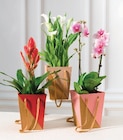 Plante fleurie - U Express à Lyon Plante fleurie en promo chez U Express Lyon à 8,99 €