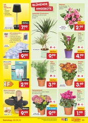 Hausschuhe im Netto Marken-Discount Prospekt in Suhl Aktueller Netto Marken-Discount Prospekt mit Hausschuhe, "Aktuelle Angebote", Seite 35