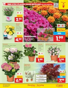 Pflanzen im aktuellen Netto Marken-Discount Prospekt (Bremen) Pflanzen im Netto Marken-Discount Prospekt "Aktuelle Angebote" mit 58 Seiten (Bremen)